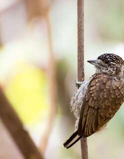 鳞斑姬啄木鸟 / Scaled Piculet / Picumnus squamulatus