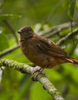 弗雷氏蚁鸫 / Fraser’s Rufous Thrush / Stizorhina fraseri