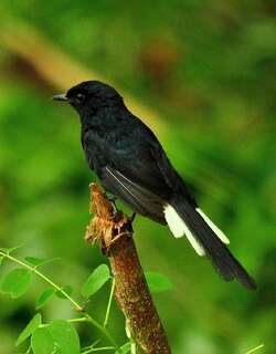 白臀鹊鸲 / White-vented Shama / Copsychus niger