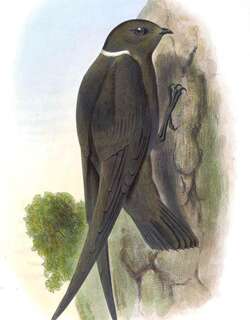 白枕黑雨燕 / White-naped Swift / Streptoprocne semicollaris