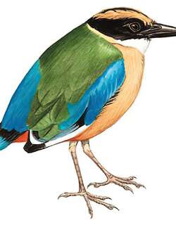 蓝翅八色鸫 / Blue-winged Pitta / Pitta moluccensis