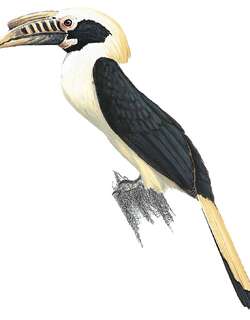 民岛犀鸟 / Mindoro Hornbill / Penelopides mindorensis