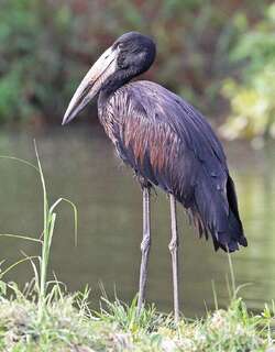 非洲钳嘴鹳 / African Openbill / Anastomus lamelligerus