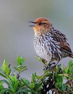 斑纹卡纳灶鸟 / Many-striped Canastero / Asthenes flammulata