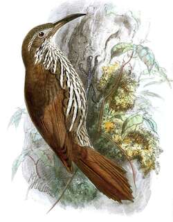 线纹䴕雀 / Guianan Woodcreeper / Lepidocolaptes albolineatus