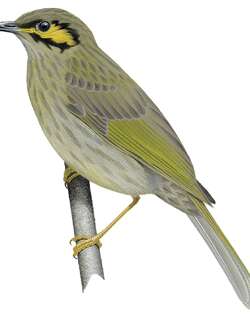 橙颊吸蜜鸟 / Orange-cheeked Honeyeater / Oreornis chrysogenys