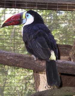 红嘴巨嘴鸟 / White-throated Toucan / Ramphastos tucanus