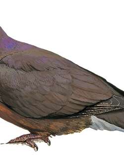 棕耳褐果鸠 / Tawitawi Brown Dove / Phapitreron cinereiceps