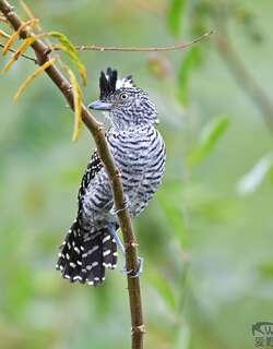 横斑蚁鵙 / Barred Antshrike / Thamnophilus doliatus