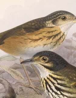 黄腹蚁鸫 / Thicket Antpitta / Hylopezus dives