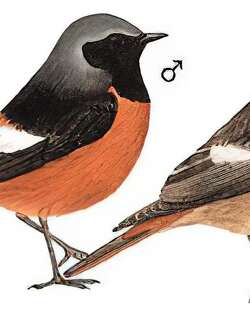 北红尾鸲 / Daurian Redstart / Phoenicurus auroreus
