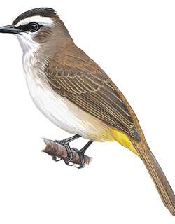 白眉黄臀鹎 / Yellow-vented Bulbul / Pycnonotus goiavier