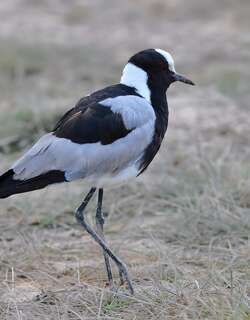 黑背麦鸡 / Blacksmith Lapwing / Vanellus armatus