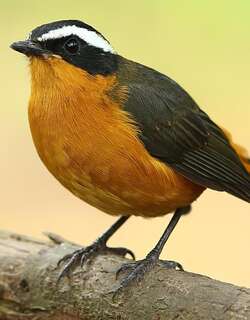 卢氏歌䳭 / Rüppell’s Robin-Chat / Cossypha semirufa