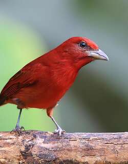 齿嘴丽唐纳雀 / Tooth-billed Tanager / Piranga lutea