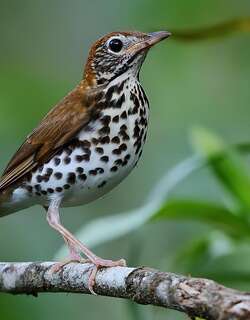 棕林鸫 / Wood Thrush / Hylocichla mustelina