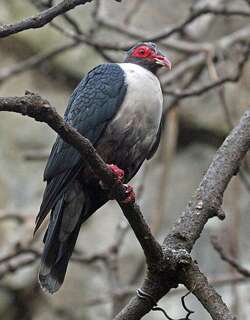 裸眶山鸠 / Papuan Mountain Pigeon / Gymnophaps albertisii