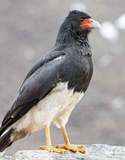 山地巨隼 / Mountain Caracara / Phalcoboenus megalopterus