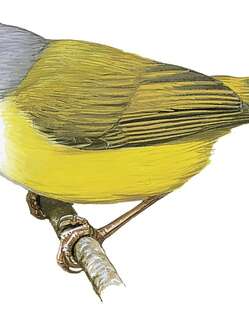 黄胸孤莺 / Green-backed Eremomela / Eremomela canescens