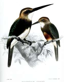 苍头鹟䴕 / Pale-headed Jacamar / Brachygalba goeringi