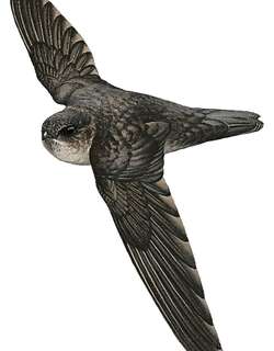 裸腿金丝燕 / Bare-legged Swiftlet / Aerodramus nuditarsus