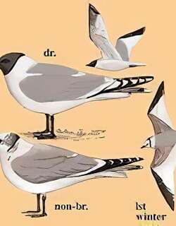 叉尾鸥 / Sabine’s Gull / Xema sabini