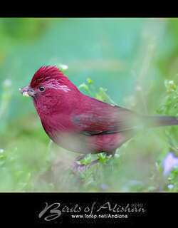 台湾酒红朱雀 / Taiwan Rosefinch / Carpodacus formosanus