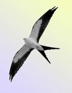 燕尾鸢 / Swallow-tailed Kite / Elanoides forficatus
