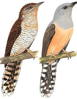 八声杜鹃 / Plaintive Cuckoo / Cacomantis merulinus