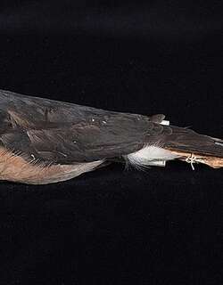 苏拉雀鹰 / Dwarf Sparrowhawk / Accipiter nanus