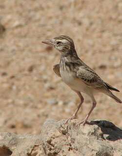 斯氏沙百灵 / Stark’s Lark / Spizocorys starki