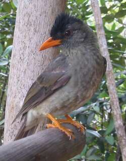 厚嘴短脚鹎 / Seychelles Bulbul / Hypsipetes crassirostris