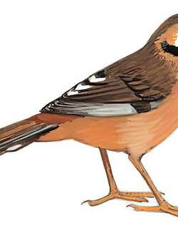 黑额山噪鹛 / Snowy-cheeked Laughingthrush / Ianthocincla sukatschewi