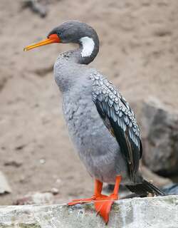 红腿鸬鹚 / Red-legged Cormorant / Phalacrocorax gaimardi