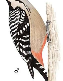 茶胸斑啄木鸟 / Fulvous-breasted Woodpecker / Dendrocopos macei