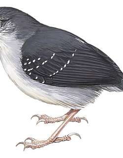 委内瑞拉蚁鸟 / Yapacana Antbird / Aprositornis disjuncta