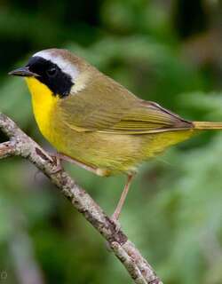 黄喉地莺 / Common Yellowthroat / Geothlypis trichas