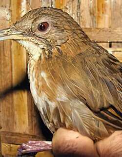 瑙蒙短尾鹛 / Naung Mung Scimitar Babbler / Napothera naungmungensis