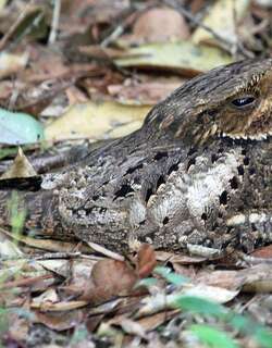 卡氏夜鹰 / Chuck-will’s-widow / Antrostomus carolinensis