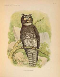 蝶斑雕鸮 / Akun Eagle-Owl / Bubo leucostictus