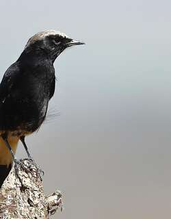 悲䳭 / Mourning Wheatear / Oenanthe lugens