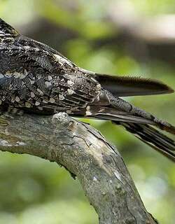 剪尾夜鹰 / Scissor-tailed Nightjar / Hydropsalis torquata