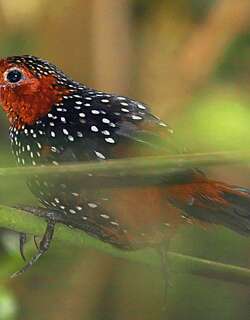 眼斑窜鸟 / Ocellated Tapaculo / Acropternis orthonyx