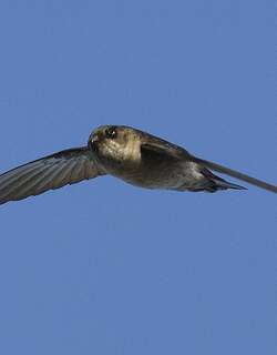 小灰腰金丝燕 / Mascarene Swiftlet / Aerodramus francicus