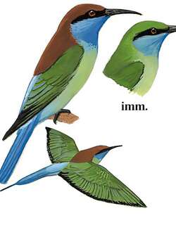 蓝喉蜂虎 / Blue-throated Bee-eater / Merops viridis