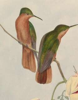 棕胸刀翅蜂鸟 / Rufous-breasted Sabrewing / Campylopterus hyperythrus