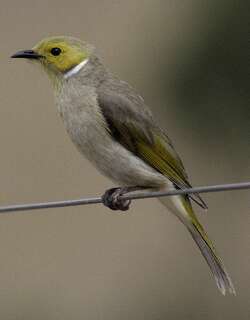 白痣吸蜜鸟 / White-plumed Honeyeater / Ptilotula penicillata