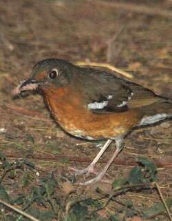橙色地鸫 / Orange Ground Thrush / Geokichla gurneyi
