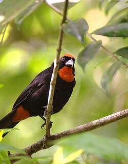 波多黎各牛雀 / Puerto Rican Bullfinch / Melopyrrha portoricensis