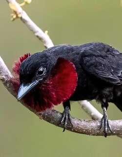 紫喉果伞鸟 / Purple-throated Fruitcrow / Querula purpurata